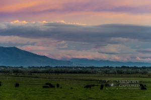 cattle sunrise_4-c61.jpg